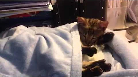 Watch the video about Sleepy 9 week old F2 Savannah kitten Fox