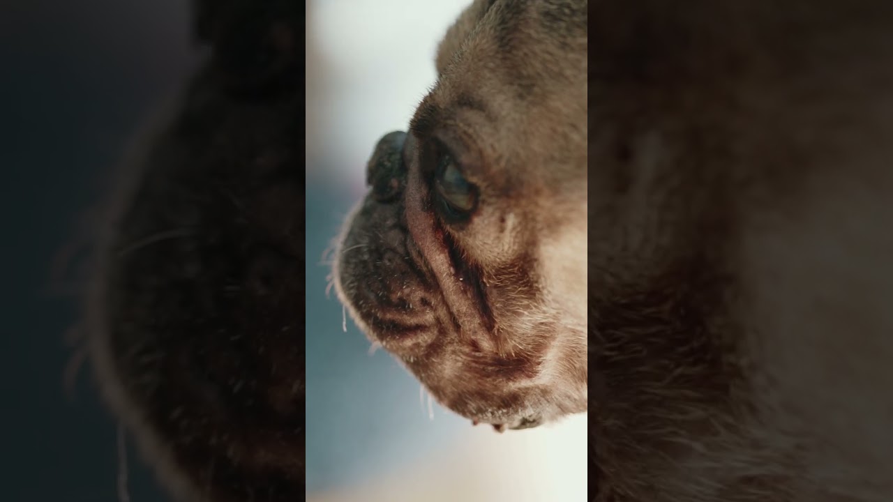 Valentine Concert 2026