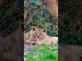 Lion cubs playing with each other