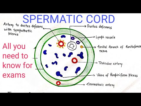 SPERMATIC CORD