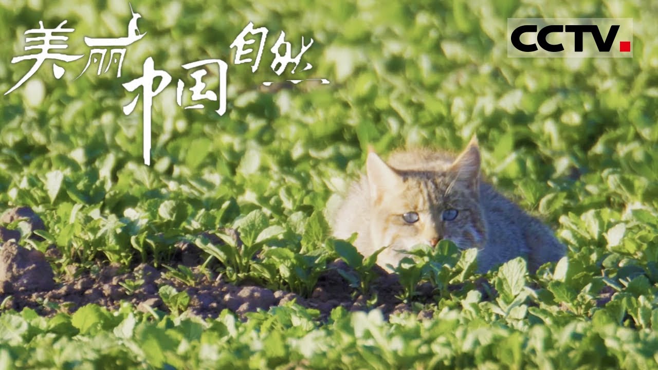 美丽中国自然》 夜行荒原：荒漠猫的神秘生活青海山地系列【CCTV纪录