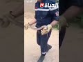 أفعى عملاقة تثير الهلع والخوف في الشلف