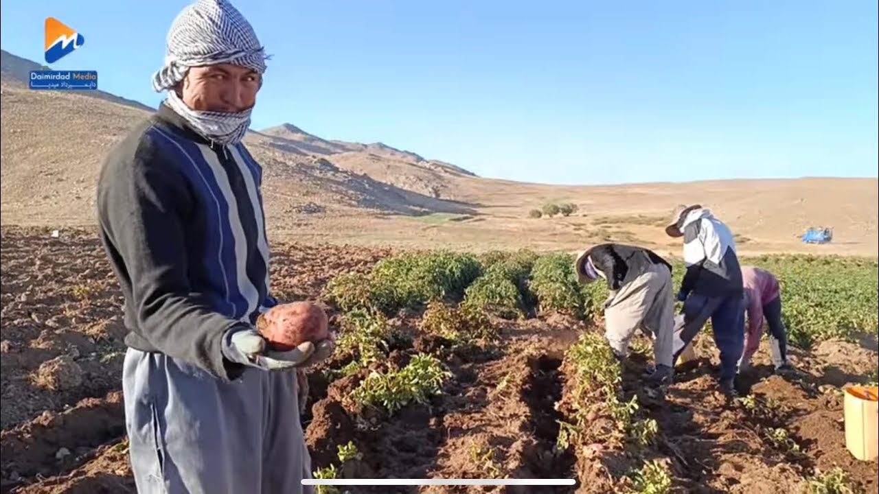 کچالو کندو شروع شد  بخیر ، کارگرا چای صبح نان گرم و قیماق مزه دار نوش جان کدن.💖
