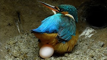 Close Up View as Kingfisher Lays Eggs | Discover Wildlife | Robert E Fuller