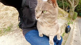 お腹いっぱいになると、ひざに乗ってリラックスする灰色猫