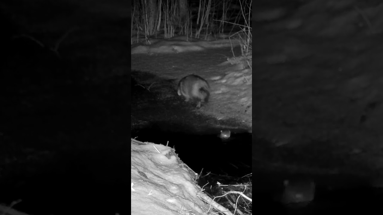 Otter and raccoon dog meet each other