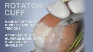 Common Sports Injuries: Rotator Cuff Profile