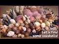 Finding seashells in hervey bay  massive mangrove haul shelling shell