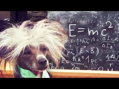 Топ 10 Самых Умных Животных