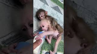 Adorable monkey sibling rivalry over milk