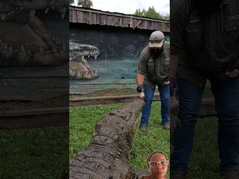 FLORIDA home of GATOR #crocodile #gator #alligator #wildlife #animals #viralshorts #trendingshorts