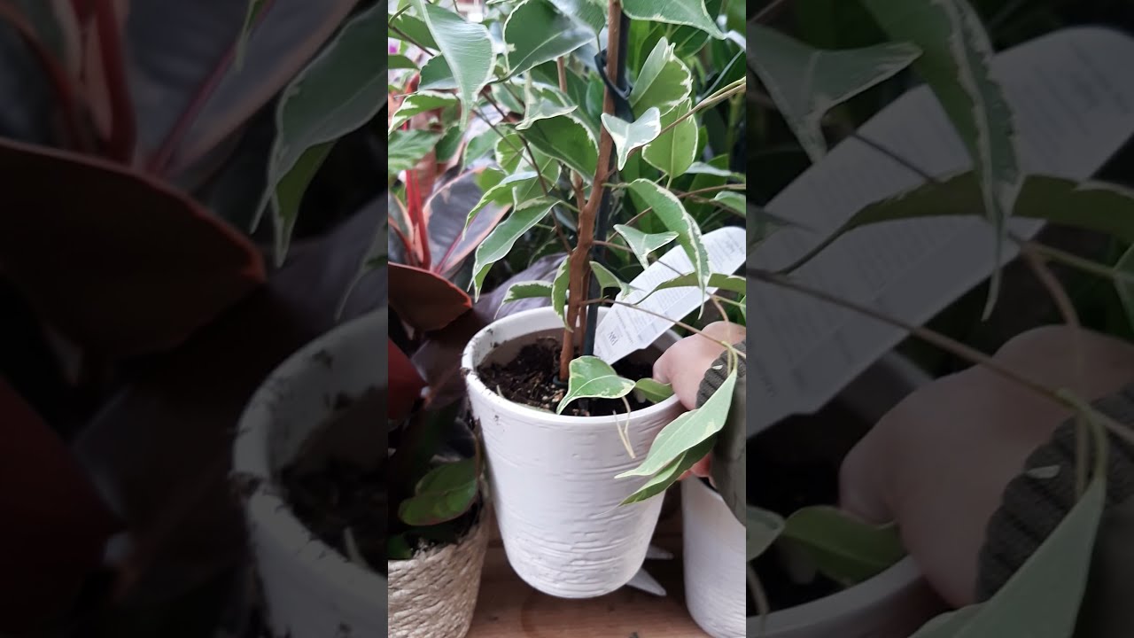 GOLDEN KING FICUS BENJAMINA HOUSEPLANT / FILAM FAMILY PLANT SHOPPING #SHORTS