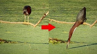 Green Heron Fishing- What a Neck!