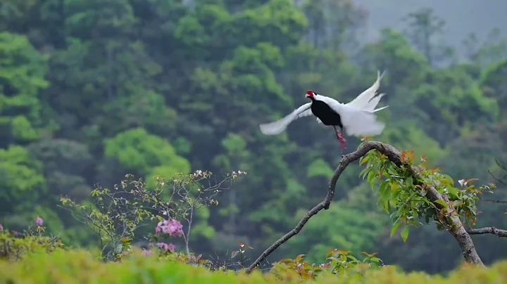 birdphotography original white pheasant flying