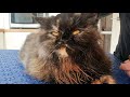 Persian Cat Being Clipped