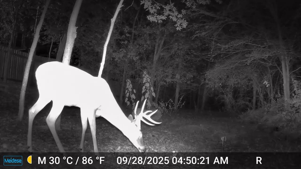 Large 8 Point White Tail Buck - 09/28/25 - Trail Cam - San Antonio, TX - Bexar County - Sea World