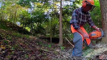 360 VR video demonstrating proper directional felling