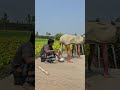cow4
