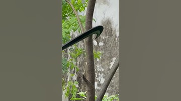 Tôi làm con dao quắm phát rẫy bằng thép chốt tăng sắc nét đáng kinh ngạc