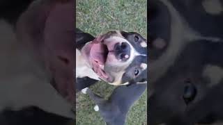 Bruno Is ALL SMILES :)