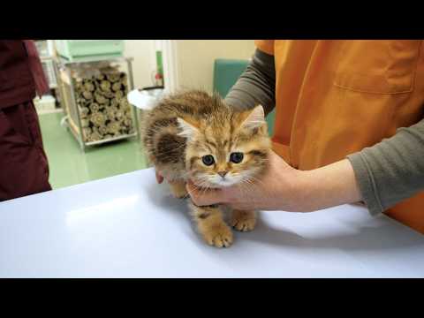 Cute kitten who cries out in fear at its first visit to the hospital...