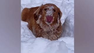 Fun in the snow with dogs