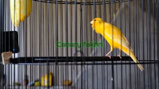Canary Singing at It's Best - Melodies Canary Bird Song