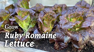 How To Grow Ruby Romaine Lettuce From Seed From Seed To Harvest