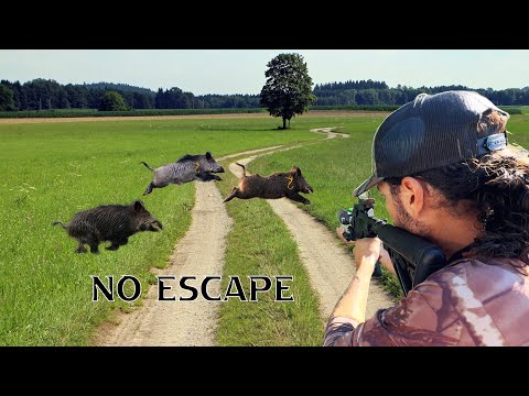 2 Hogs With Air Arrow catch & Cook