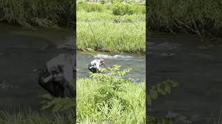 FISHING in JAPAN 🎌 #fishing #nature #japan