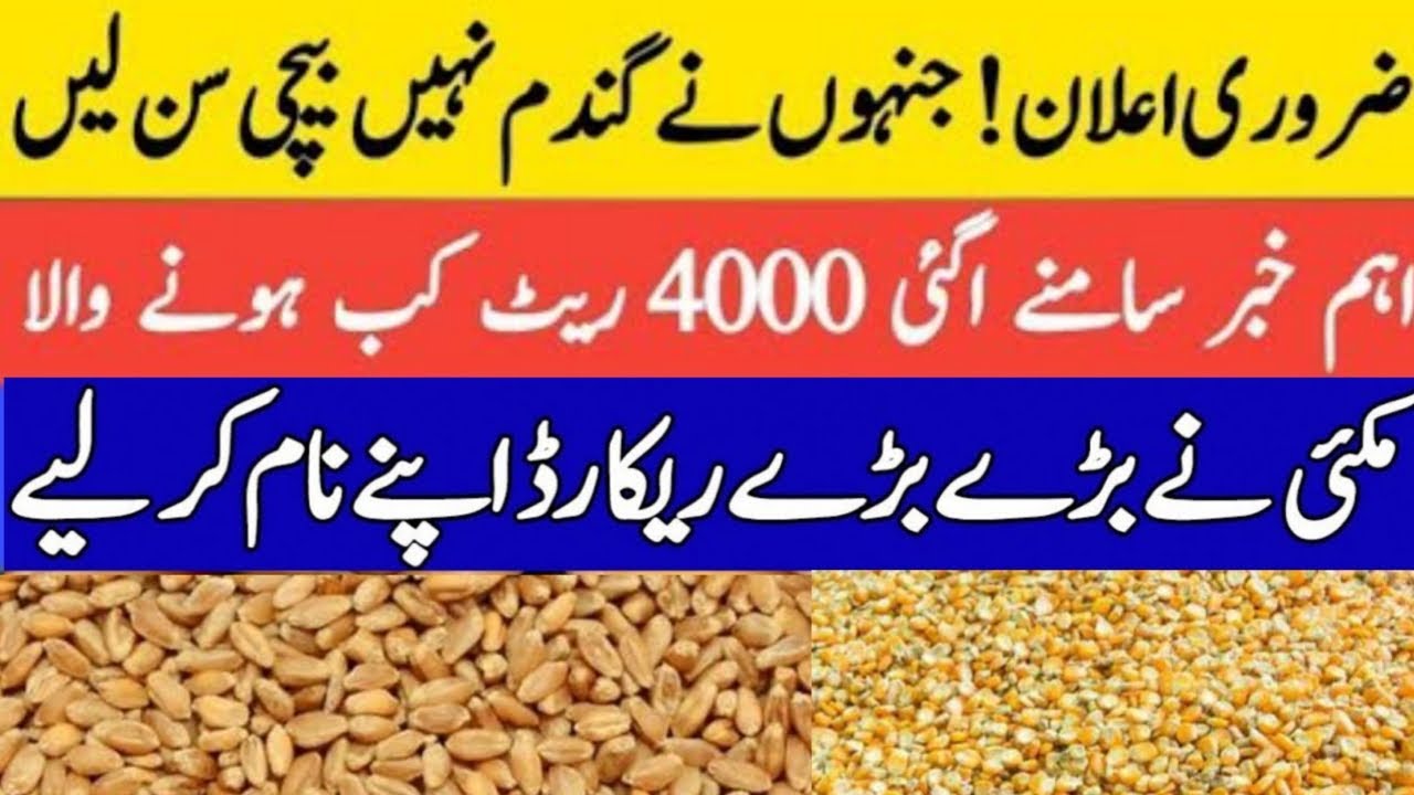 Today Wheat price in punjab | گندم کا ریٹ 2024 | munji makki till sarso ...