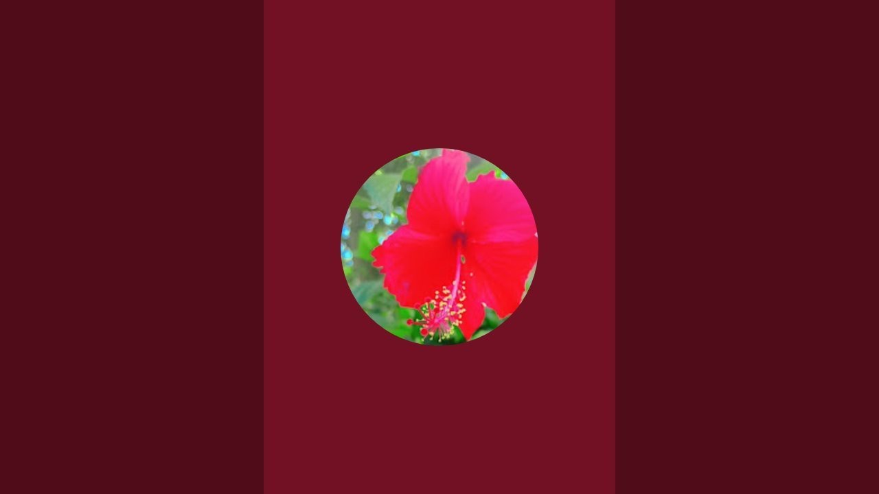 ♥️👍🌹रिश्तो में दरार दूर रहने से नहीं ♥️👍🌹 बल्कि झूठ बोलने से आती है ।♥️👍🥀🌹💯