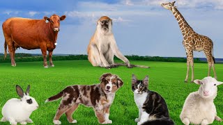 Động Vật Thú Vị - Bò, Cừu, Chó, Khỉ, Thỏ, Trâu - Âm Thanh Động Vật screenshot 3