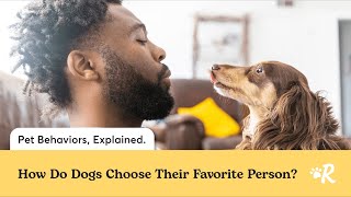 How Dogs Choose Their Favorite Person by Rover 8,033 views 6 months ago 2 minutes, 36 seconds