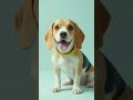Lemon Beagle Maymo........#pets #dog #lemon #beagle #maymo