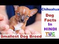 Chihuahua Dog Facts In HINDI : Smallest Dog Breed : TUC : The Ultimate Channel