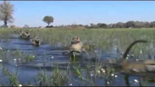 Disney Nature 2011 Theme Song - Life Is Beautiful