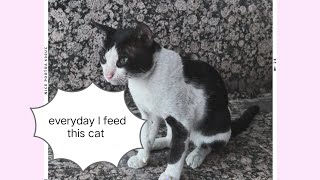 Every day I feed this cat ✨♥️ ( keep supporting me 🙏🏼) #catlovers #explore #viral #youtubevideo