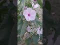 #Neetu Sisters Vlog #Nature #flowers