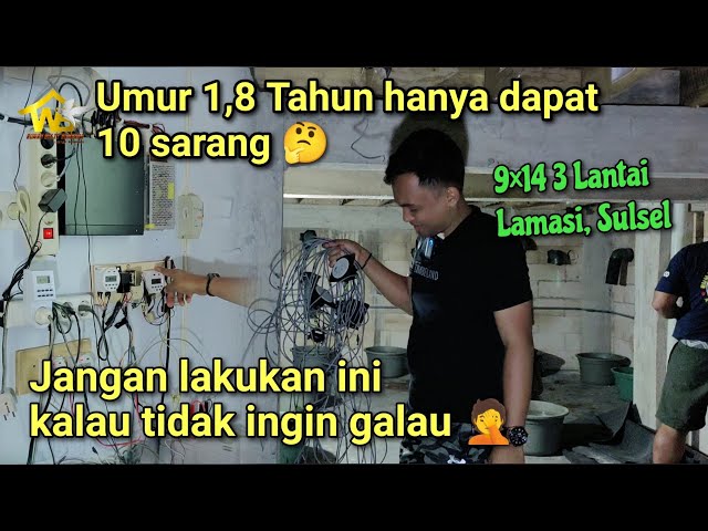 1 tahun 8 bulan cuman dapat 10 sarang - ternyata ini penyebabnya || Lamasi Luwu utara class=