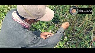 MIKAT CIBLEK TEBU DI KEBON