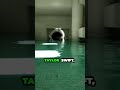 Taylor Swift invadiu o Backrooms #enterthebackrooms #memes #gameplay #gaming #backrooms