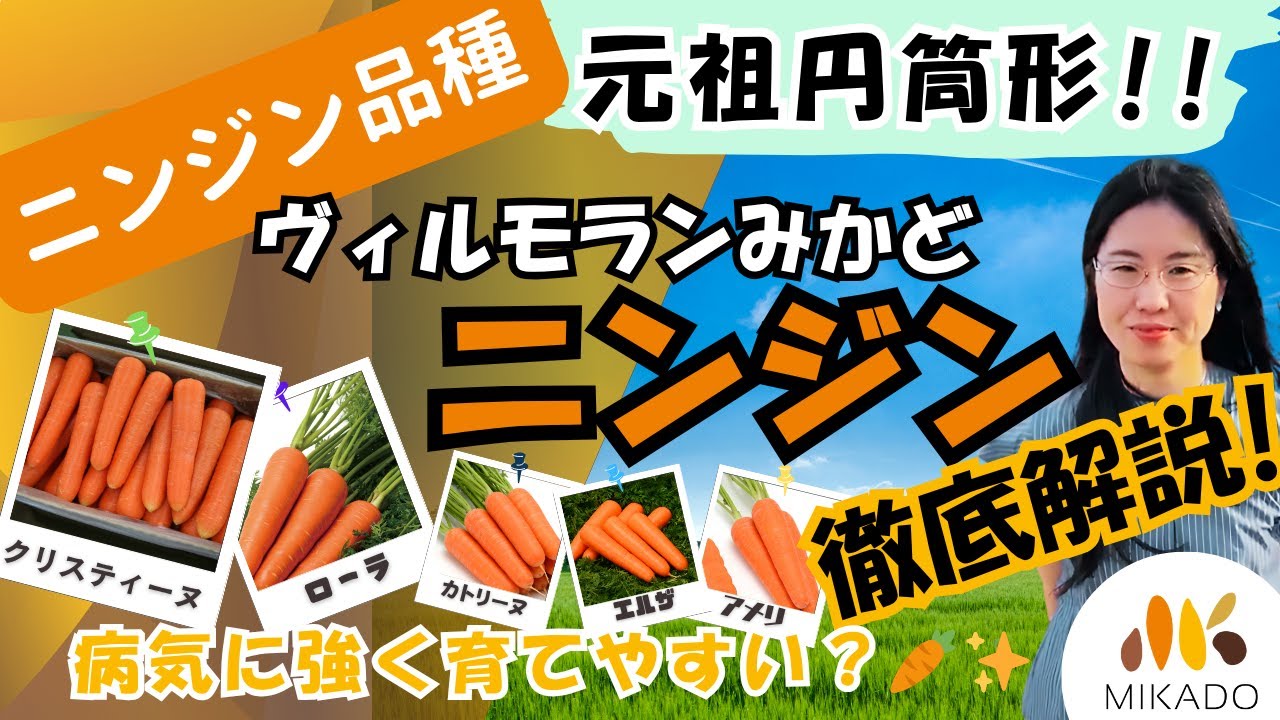 A thorough explanation of the Vilmorin-Mikado carrot series