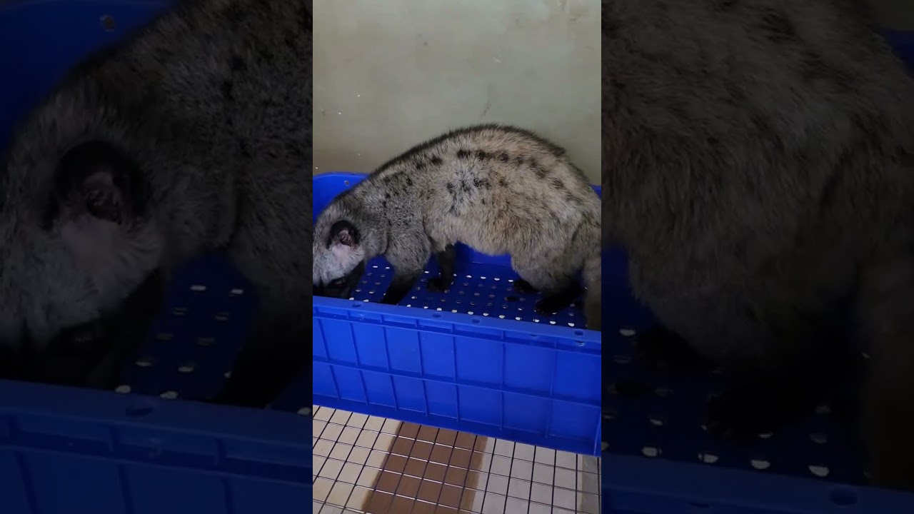 Kinh nghiệm nuôi chồn hương đạt hiệu quả kinh tế cao . chồn hương giống Trà Vinh ,   0389 440 599