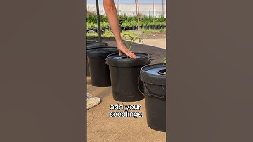 FOOL-PROOF HYDROPONIC TOMATOES 🍅 #hydroponics #vegetables #gardening