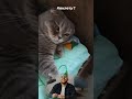 кот к лету ? #реакция #юмор #смешновидео #смешныевидео #прикол #смешнойшортс #мем #дуэт