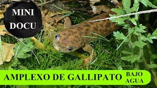 MicroDocu - Cortejo y Amplexo de Gallipato (Pleurodeles waltl) - Bajo el agua