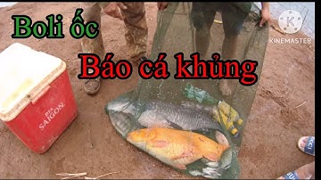 Bôli ốc báo cá khủng.tập5 câu cá tự nhiên hồ thủy điện Đắk R
