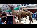 Camel  Qurbani in Lahore Pakistan 2018