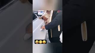 Download Lagu Kasihan si Anjing kejepit 😅 MP3